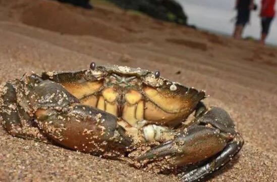 螃蟹的世界旅行,螃蟹的世界深度解析