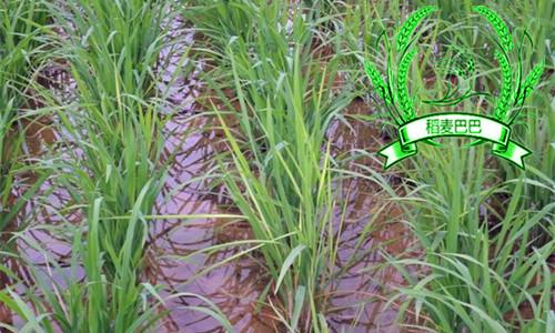 水稻的恶苗病怎么预防,水稻恶苗病的防治有效方法