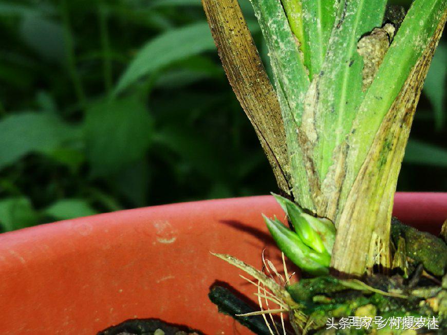 1月蕙兰已出花苞室外如何养护,带花苞的蕙兰需要太阳吗