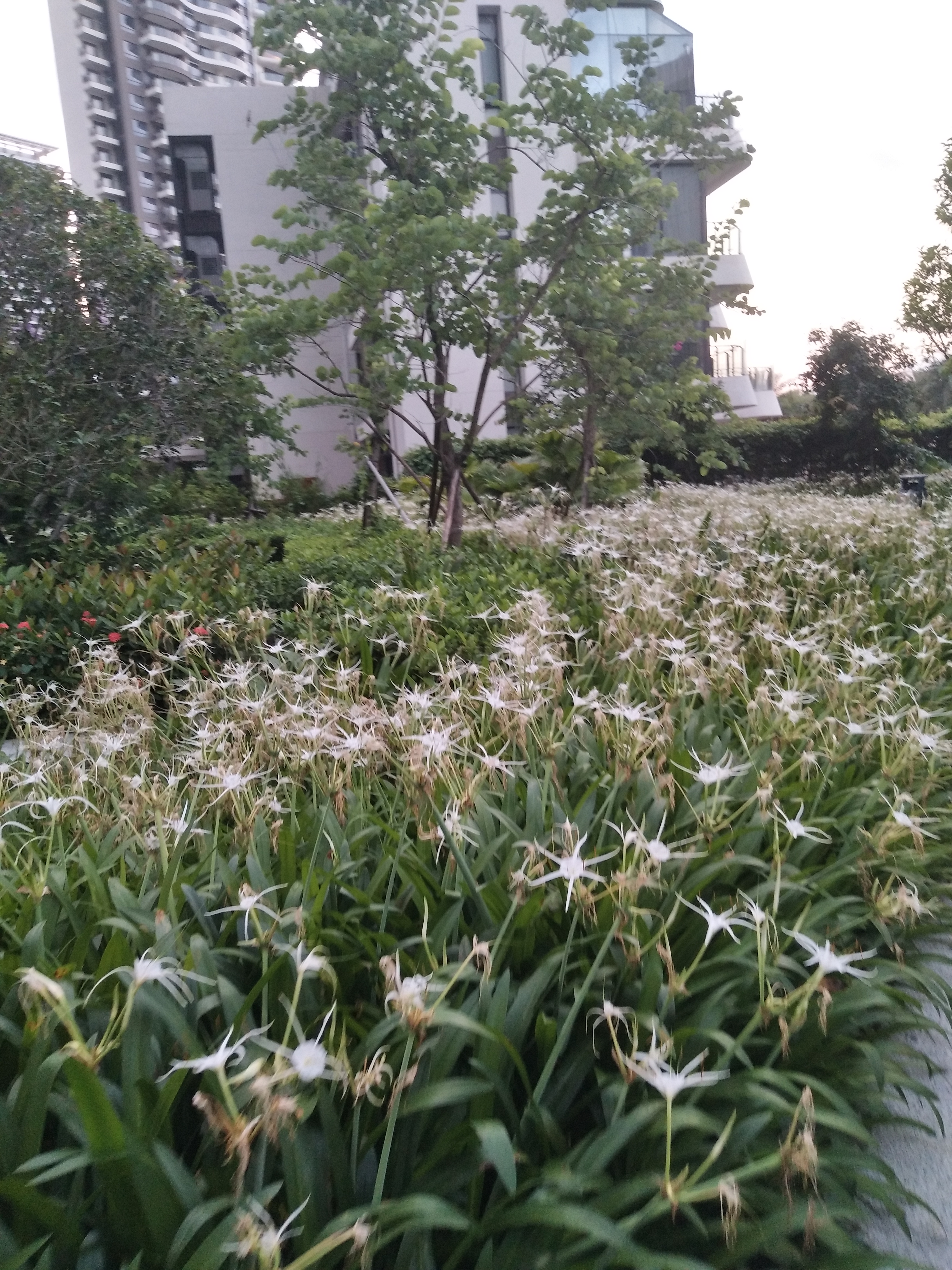 华润小径湾现状,华润小径湾未来规划