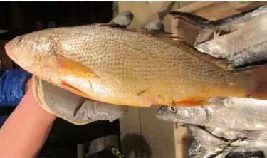 日照有什么好玩的地方,日照金山