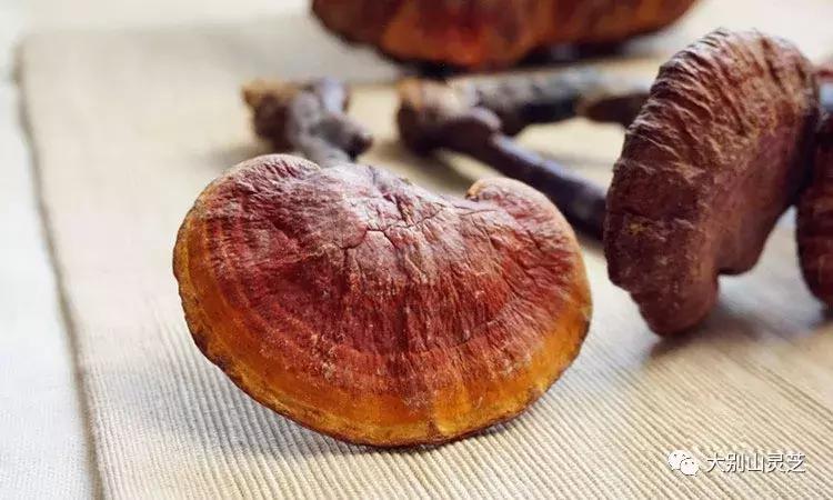 灵芝为什么那么有灵气,灵芝的传说怎么这么神奇