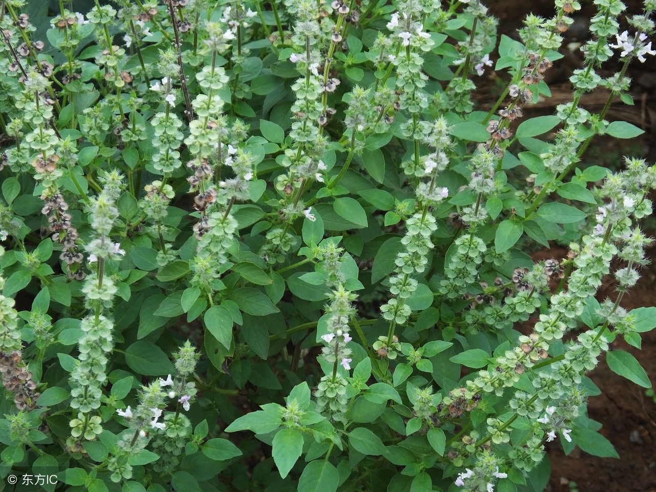 盛夏蚊虫叮咬用这几种中草药叶涂抹可以解除你难言之隐