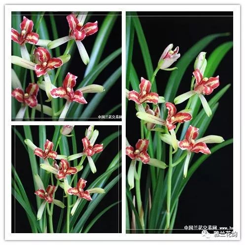 兰花鉴赏全部,兰花建兰八大名品介绍