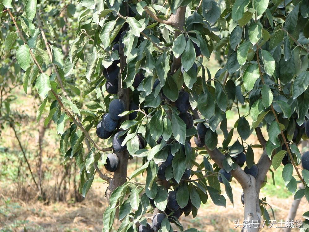 能解决便秘的低糖水果,便秘高纤维的水果有哪些