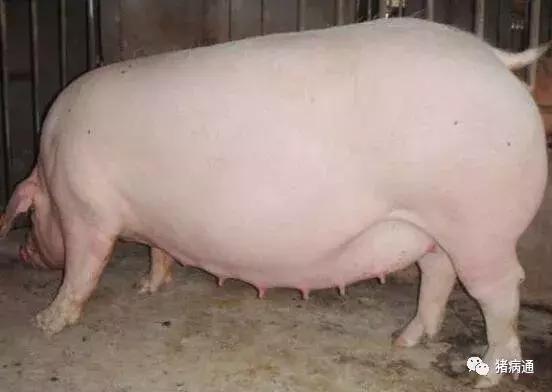 母猪临产前的症状及护理仔猪方法,母猪分娩后如何降低仔猪死亡