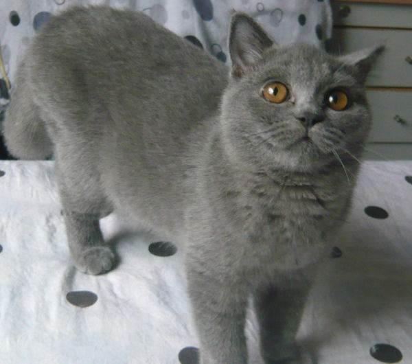 养蓝猫的缺点和优点,英短蓝猫对主人忠心吗