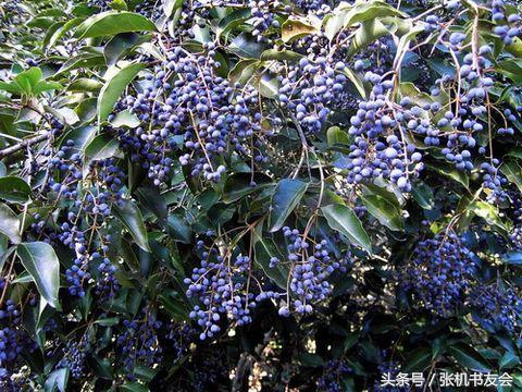 中药药材浪漫的名字,蕴含极致浪漫的中药名字