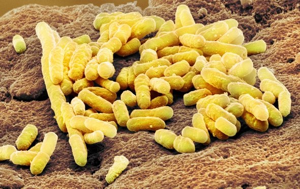 肠道细菌如何告诉主人该吃什么