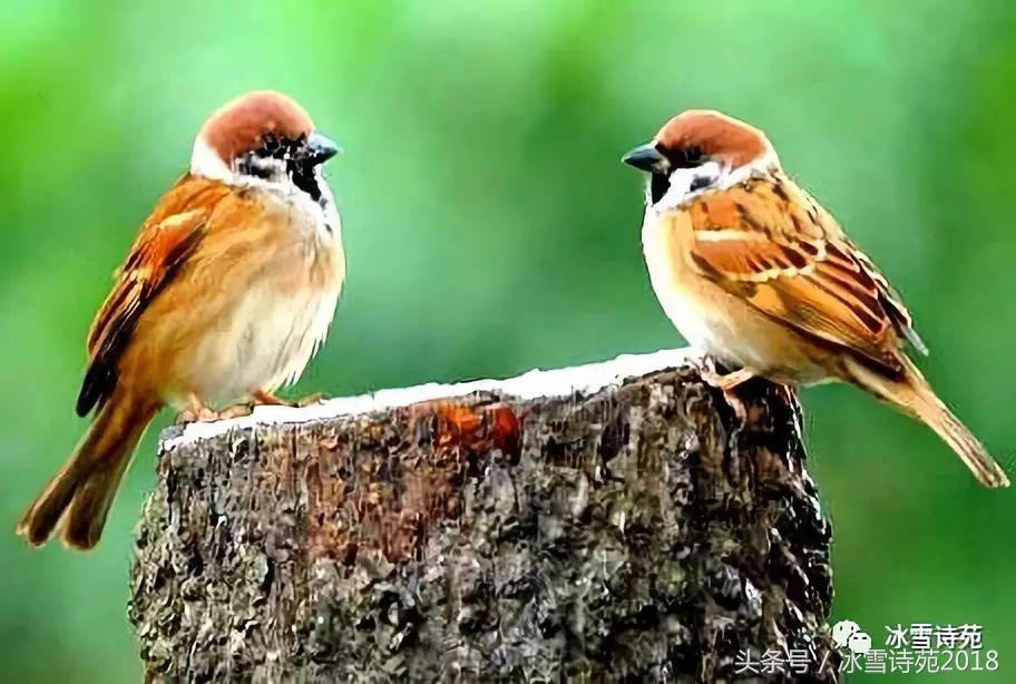 「诗家风采」杜先刚｜归乡偶记