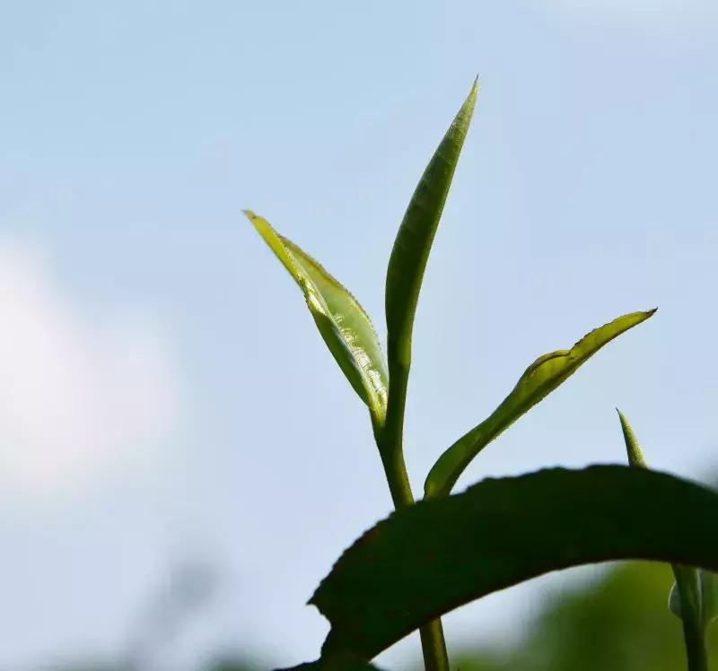 一个由“卖假药”引发的生命思考