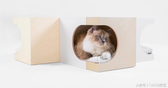 撸猫真的太快乐了,撸猫算是成功了吧