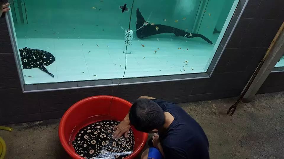 魟鱼怎么入缸就死,魟鱼入缸前检疫