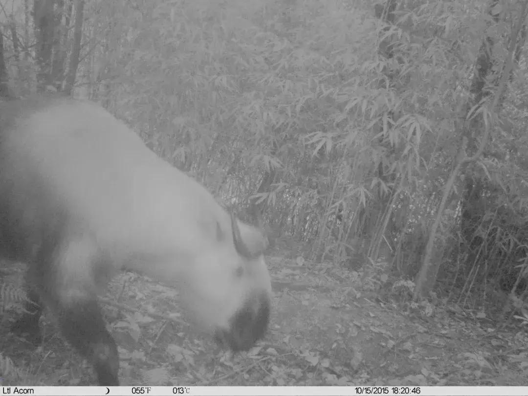 面对尸体，在野外这些野生动物会有什么反应