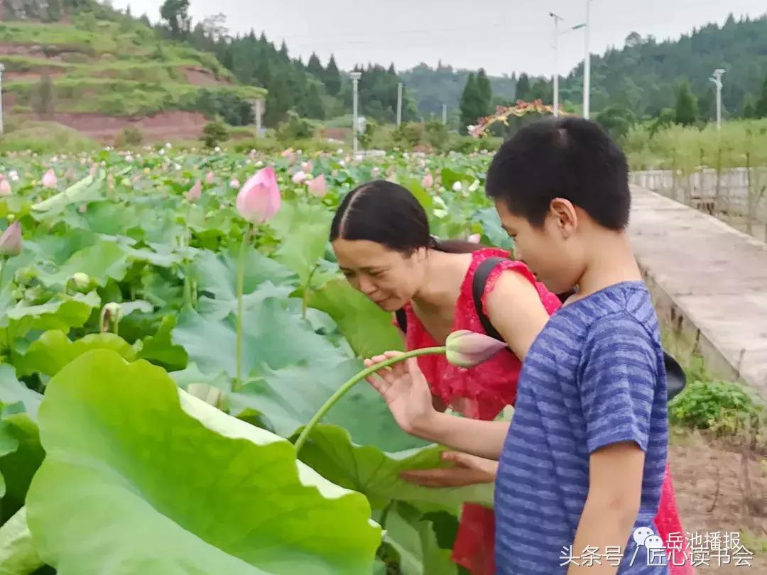荷花节广安,岳池白庙荷花基地