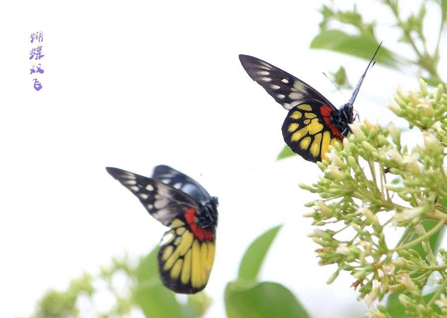 梁祝诞辰50年音乐会视频,梁祝音乐协奏曲