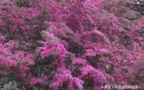 美极了樱花盛开图片,中国各市的市花大全