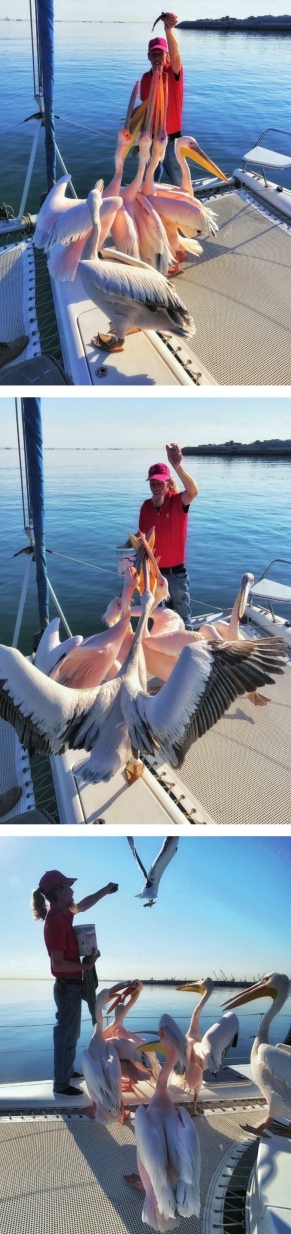 手机加单反镜头的效果,手机变单反外设镜头