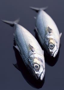 蓝点马鲛鱼横纹马鲛鱼,蓝点马鲛鱼好还是康氏马鲛鱼好