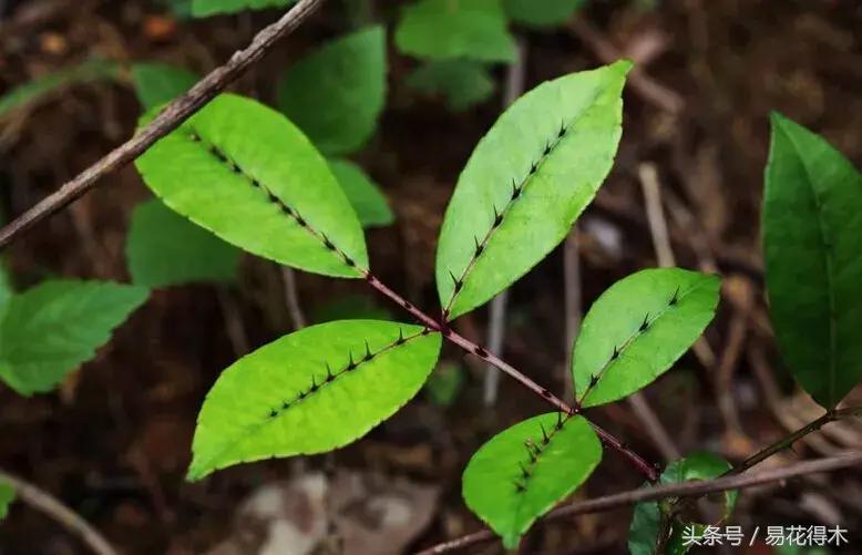 两面针精品盆景欣赏,最美两面针盆景