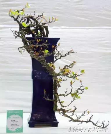 两面针精品盆景欣赏,最美两面针盆景