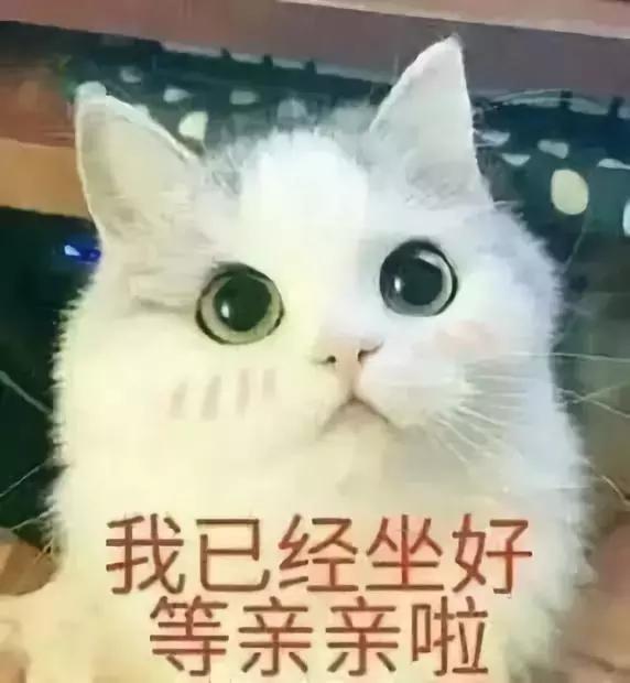 新手养猫需要注意这3点,新手养猫要注意的事项