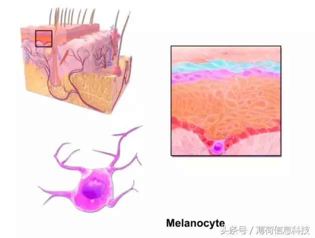 简单又靠谱的美白方法,美白小技巧早晚都行