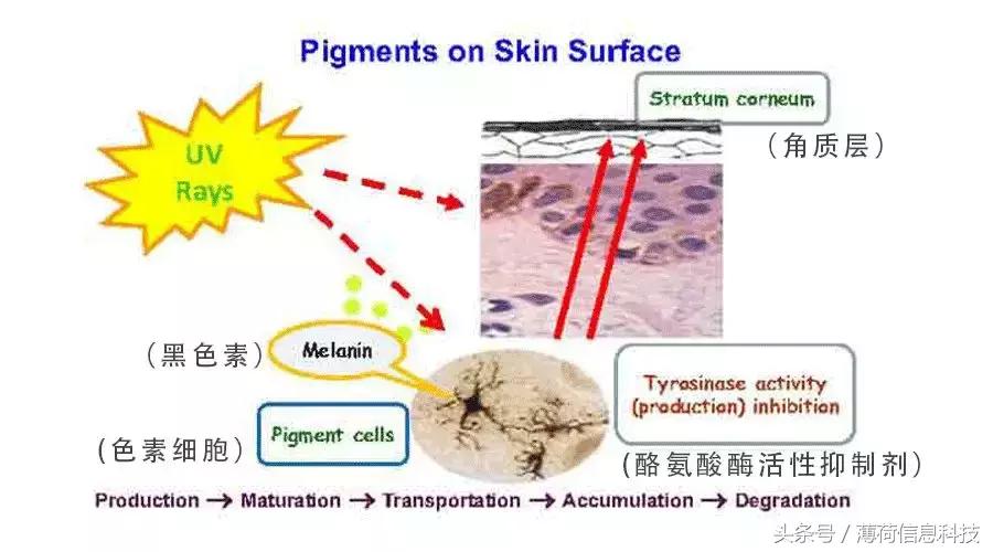 简单又靠谱的美白方法,美白小技巧早晚都行