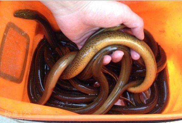 小暑里的黄鳝赛人参,小暑黄鳝赛人参下一句