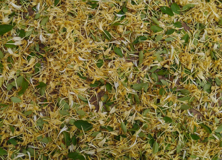 金银花一蒂二花,状如雄雌相伴,又似鸳鸯对舞,故有鸳鸯藤之称