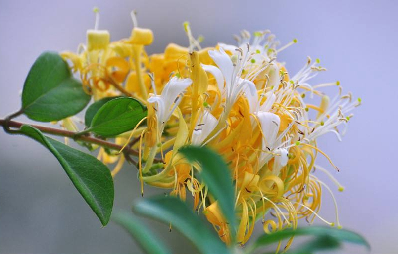 金银花一蒂二花,状如雄雌相伴,又似鸳鸯对舞,故有鸳鸯藤之称