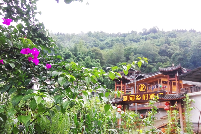 神奇的洪雅：七月里蝉花盛开凤凰村唐僧肉香