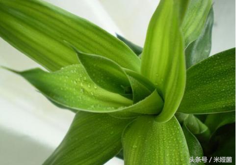富贵竹怎么处理不会缩水起皱,富贵竹怕冻怎么处理