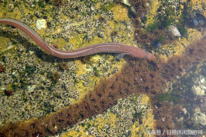 日照房价,日照金山