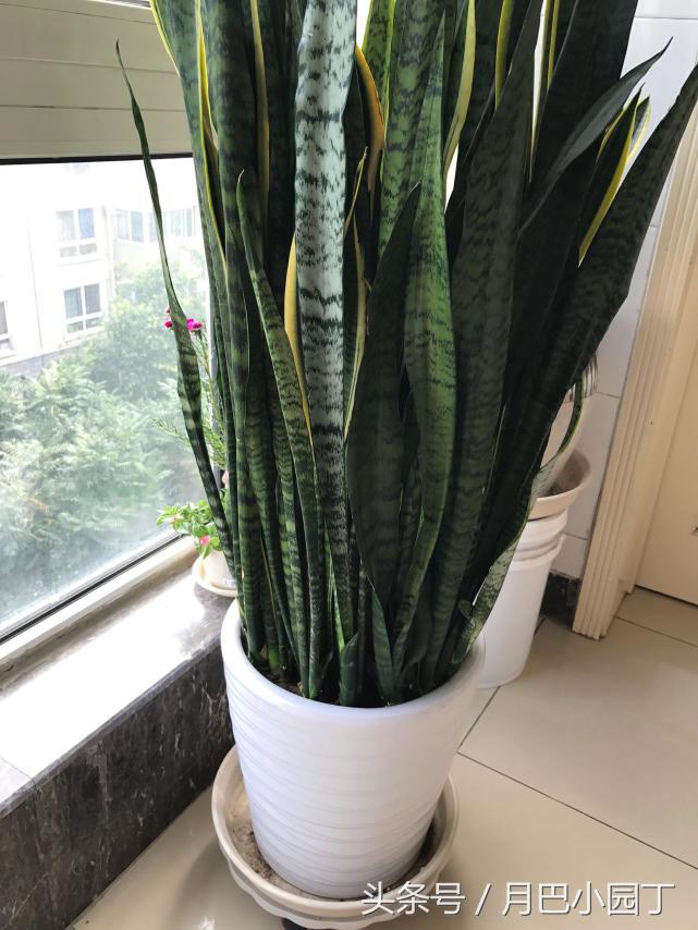 虎皮兰只长高不发芽怎么办,虎皮兰长得又细又高怎么办