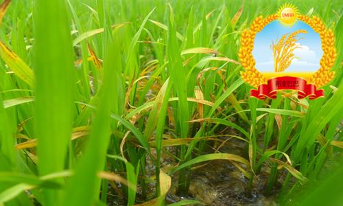 水稻苗期叶尖发黄干枯是什么原因,水稻叶尖发黄用什么药防治