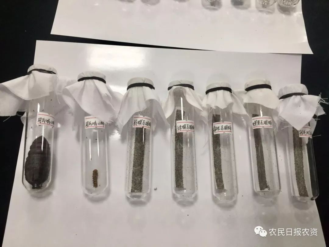 赤眼蜂防治螟虫,赤眼蜂的防治技术