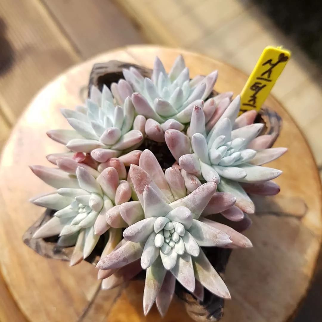 偷了价值10万的多肉,偷多肉可耻吗