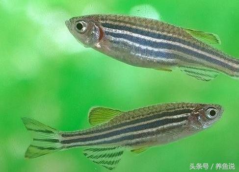 斑马鱼养鱼需要一直打氧气吗,斑马鱼怎么养才能养出小鱼来