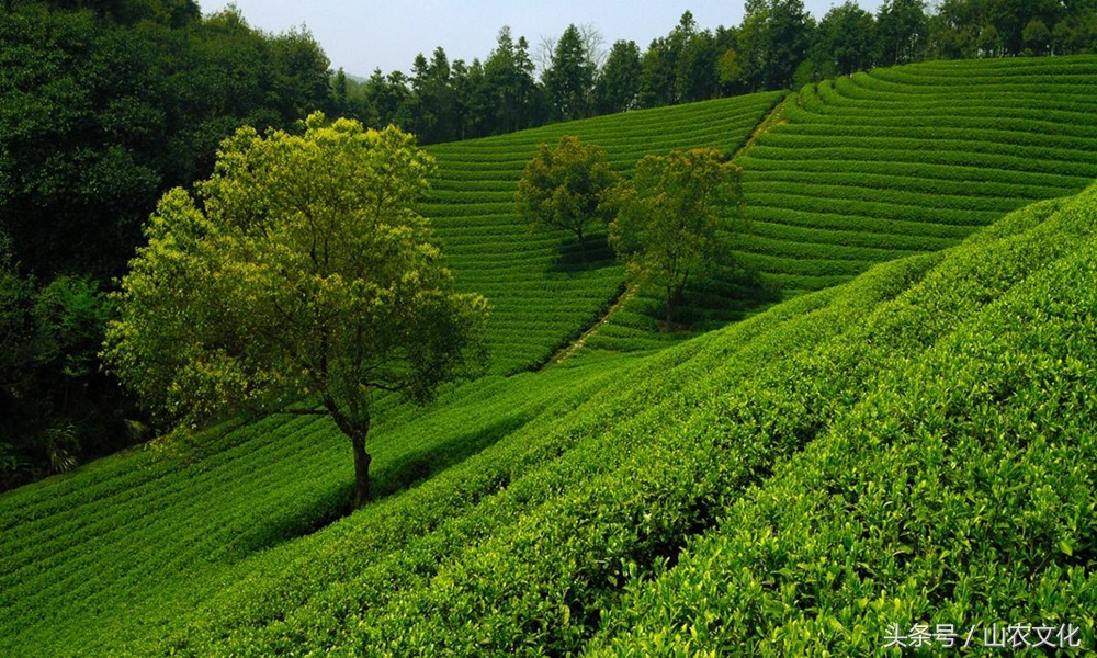 安溪西坪核心产区红心铁观音,安溪铁观音茶叶最好的产区