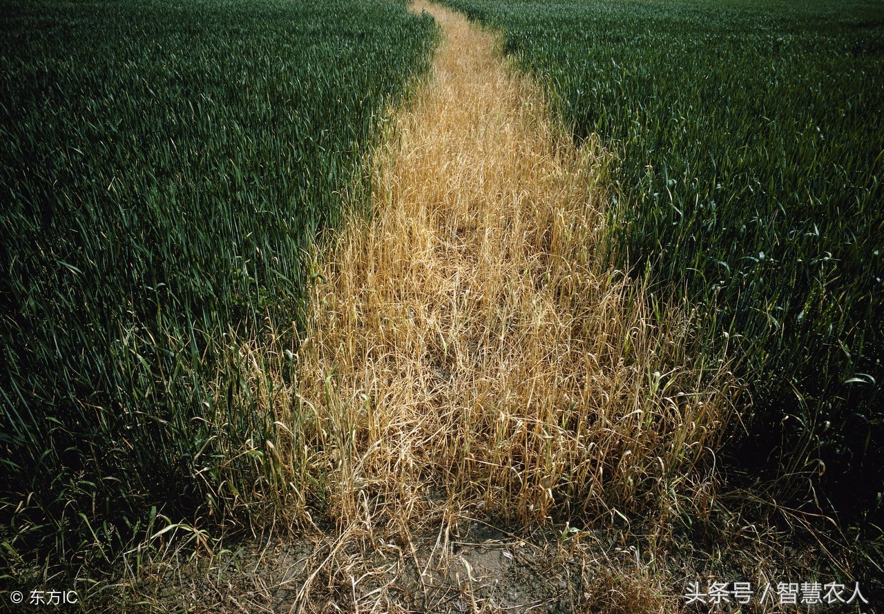 误服百草枯后会出现哪些不适症状,误食百草枯真的无药可救吗