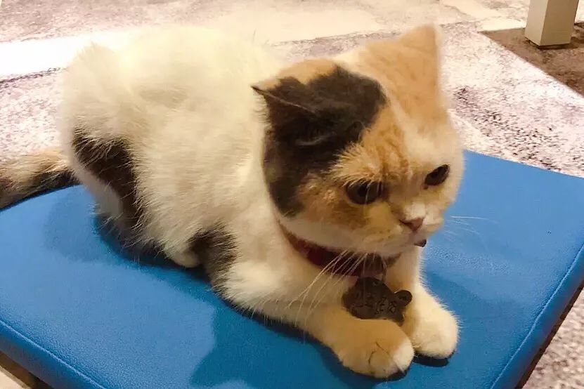 环境优雅又有情调的咖啡馆,五一必打卡意式咖啡厅推荐