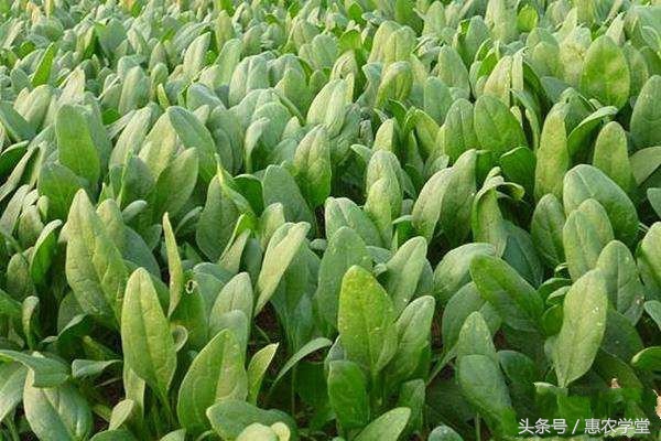 菠菜病害防治方法,菠菜什么病害可以用代森锰锌