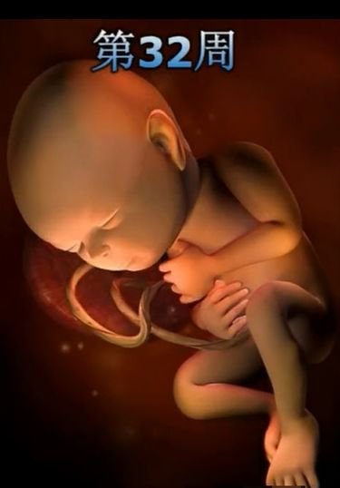 胎儿发育震撼照片,最全胎儿发育图