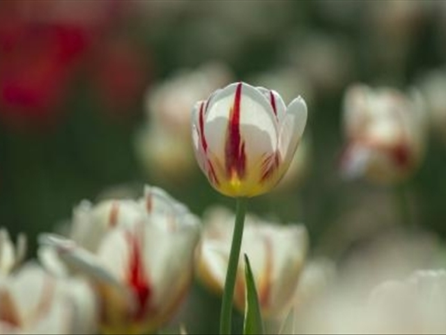 郁金香花卉了解,郁金香的习性和特点
