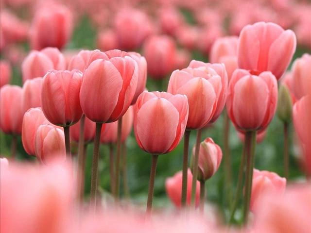 郁金香花卉了解,郁金香的习性和特点