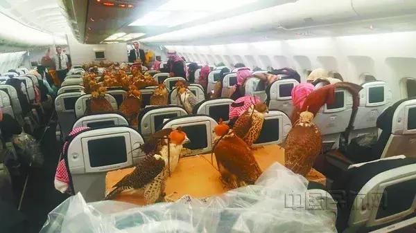 把宠物宠“上天”如何才能方便又安全