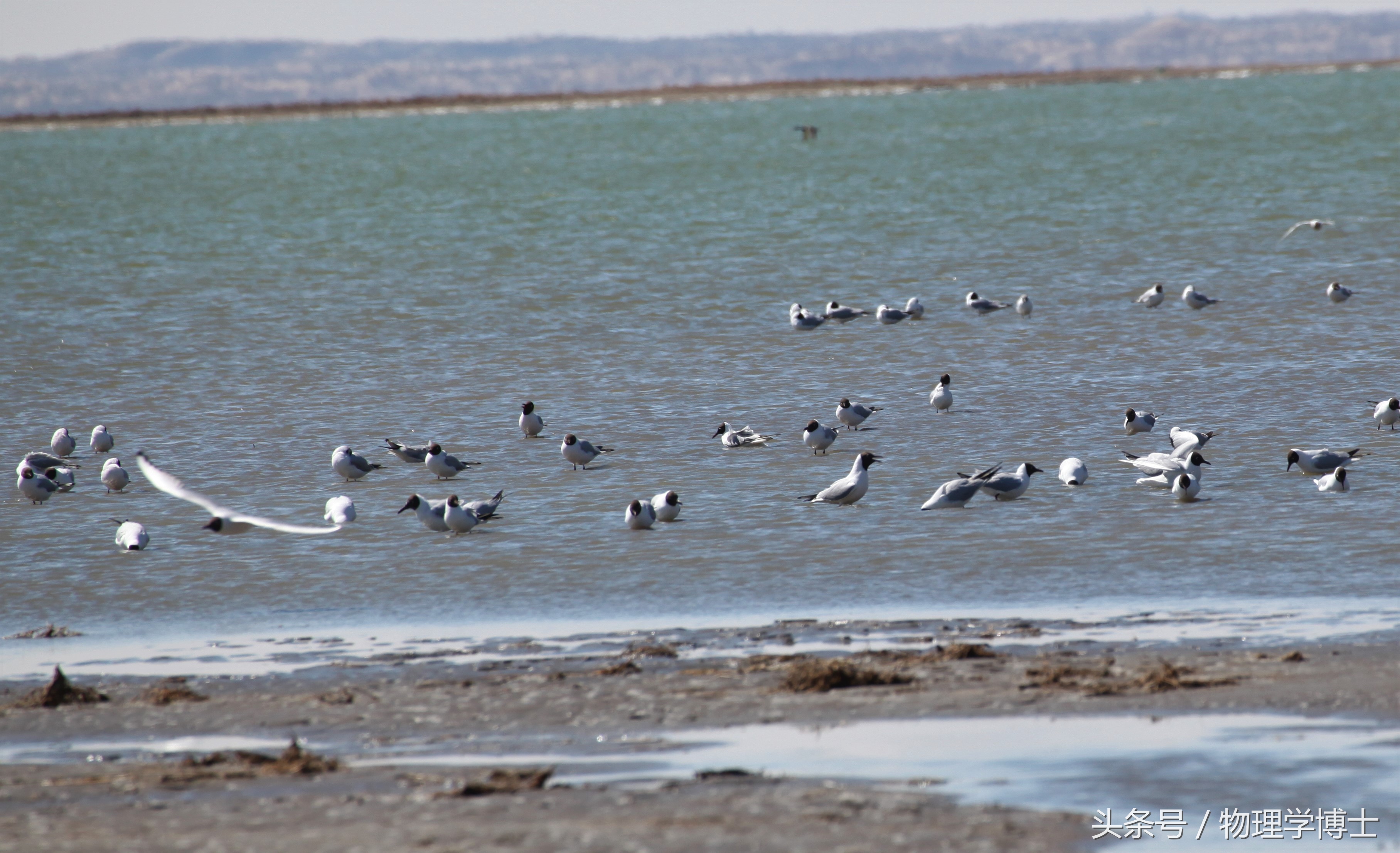 北海是四海之首吗,四海之一的北海在哪里