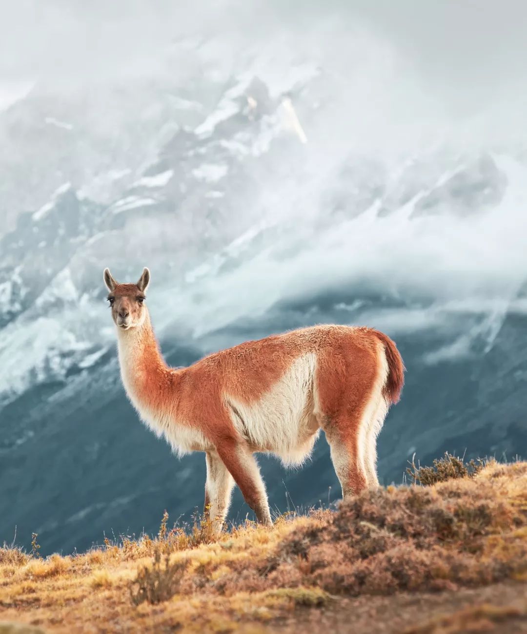 “正因为遥远又荒凉，我才选择去巴塔哥尼亚”