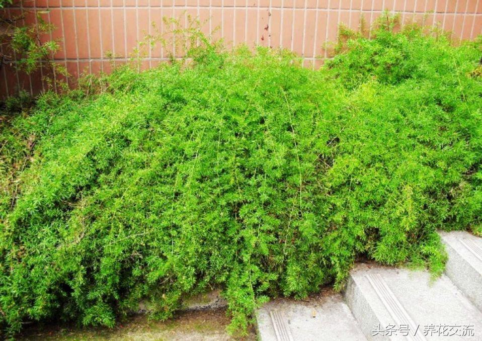 天门冬的叶子像文竹吗,天门冬文竹